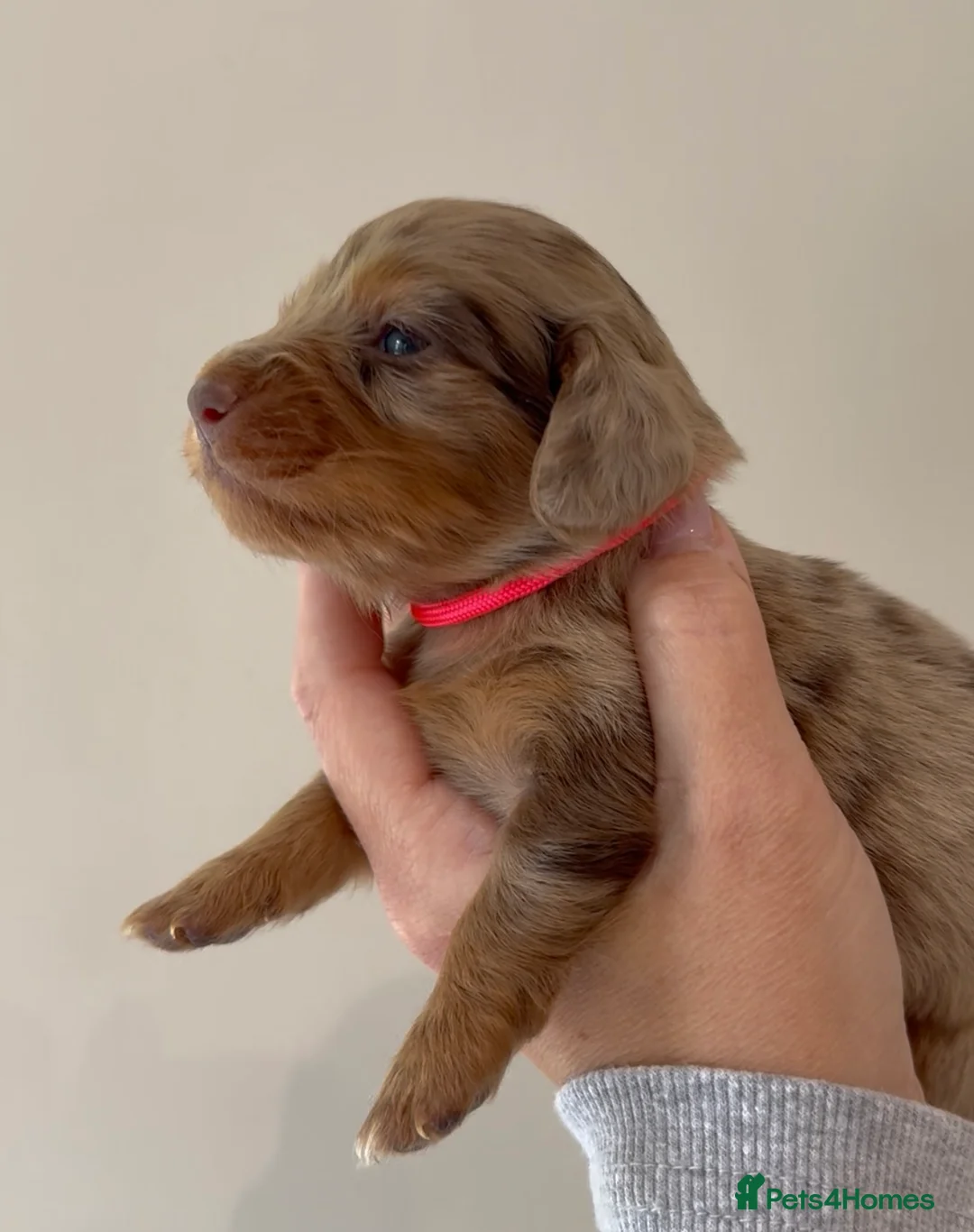 Miniature Dachshund dogs for sale: KC long hair miniature dachshunds - Advert 2