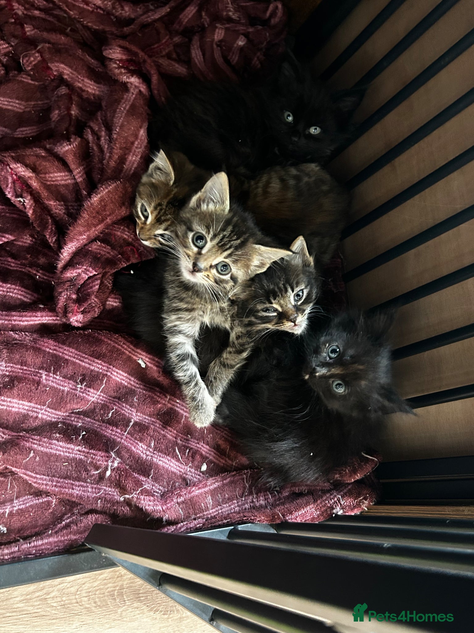 Ragdoll cats Ragdoll mix tabby ginger kittens  - Advert 1