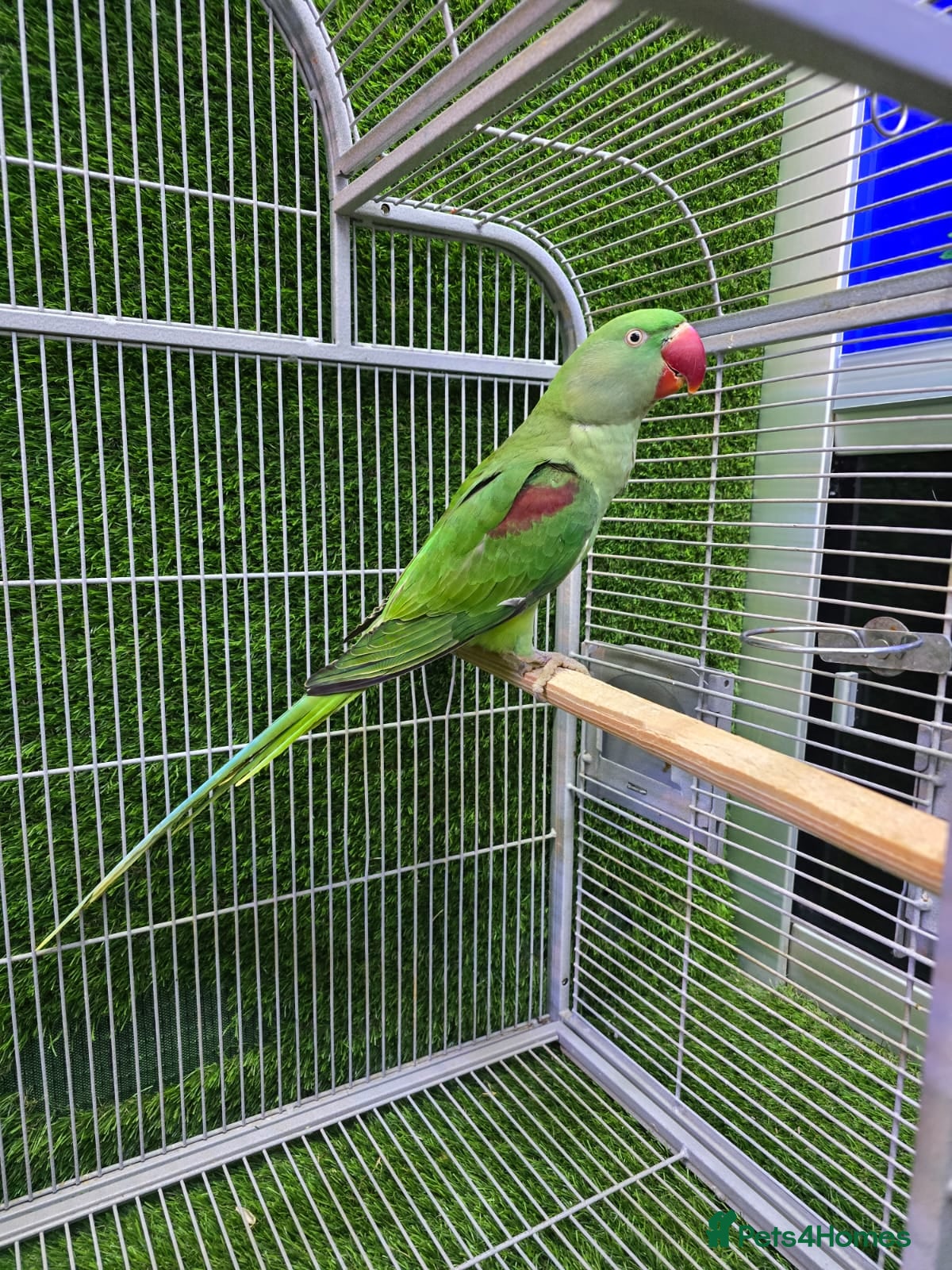 Conures birds Young Talking Parrots Available 4 to 5 Months Old - Advert 12
