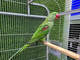 Conures birds Young Talking Parrots Available 4 to 5 Months Old - Advert 12