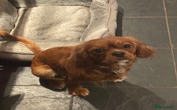 Cavalier King Charles Spaniel dogs for sale: Lovely CKC girl for sale 16 months old  - Image 3