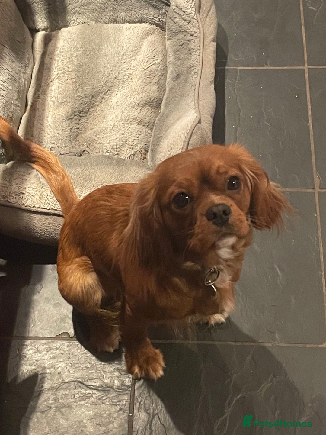 Cavalier King Charles Spaniel dogs for sale: Lovely CKC girl for sale 16 months old  - Image 3