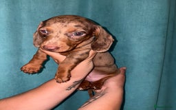 Miniature Dachshund dogs for sale: Stunning miniature dachshunds - Image 1