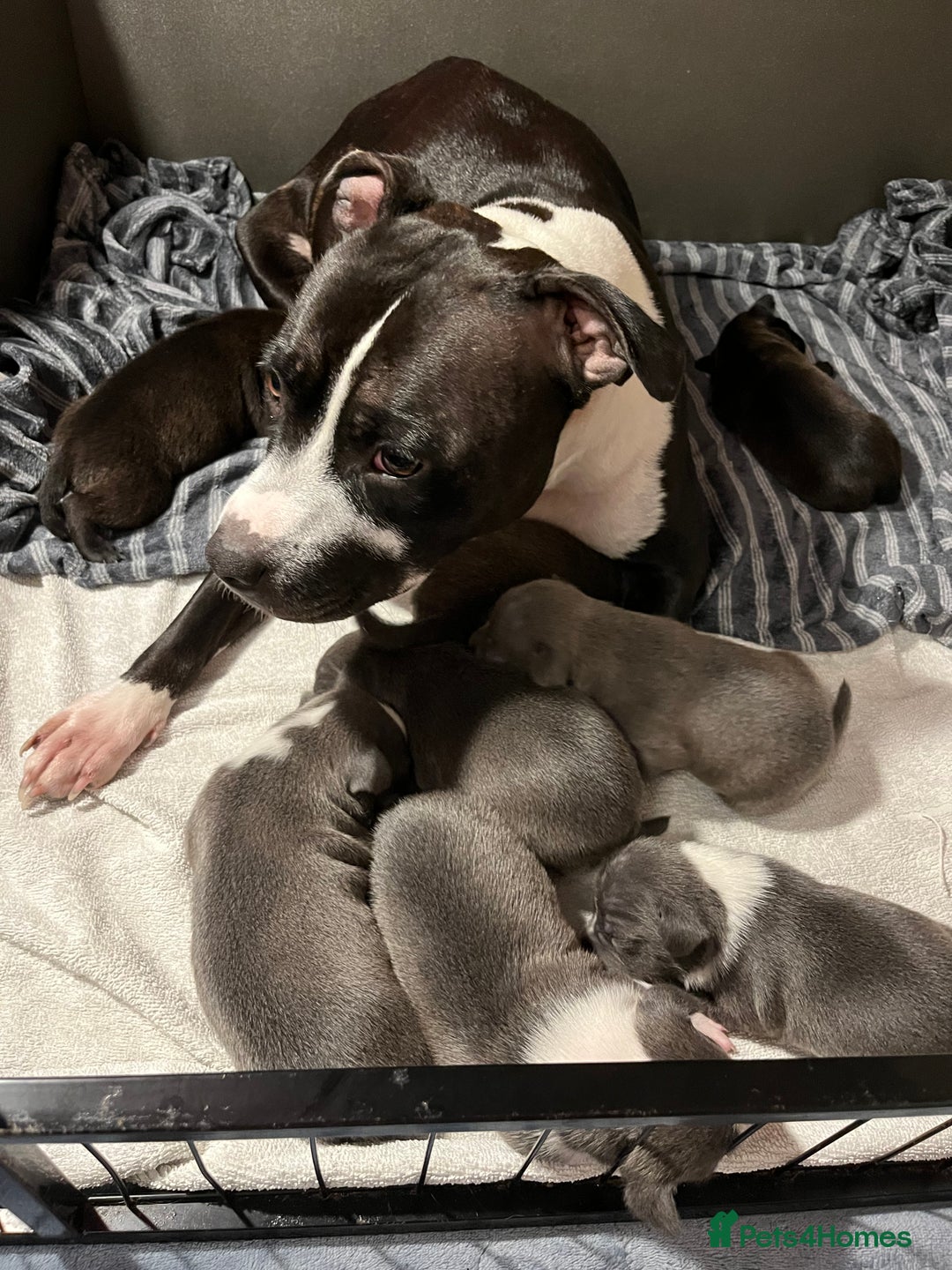 Staffordshire Bull Terrier dogs for sale: Staffordshire Bull Terrier puppies for sale  - Image 24
