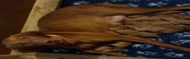 Hungarian Vizsla 5