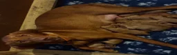 Hungarian Vizsla dogs for sale: 5* HUNGARIAN VIZSLA PUPPIES KC REGISTERED  - Advert 5