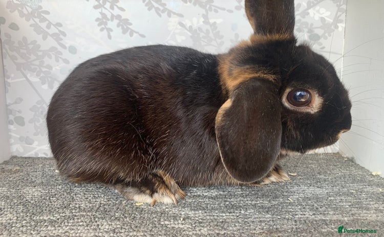 Mini Lop rabbits - Advert 9