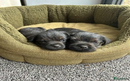 Border Terrier dogs for sale: Two beautiful Border Terriers dog puppies - Image 1