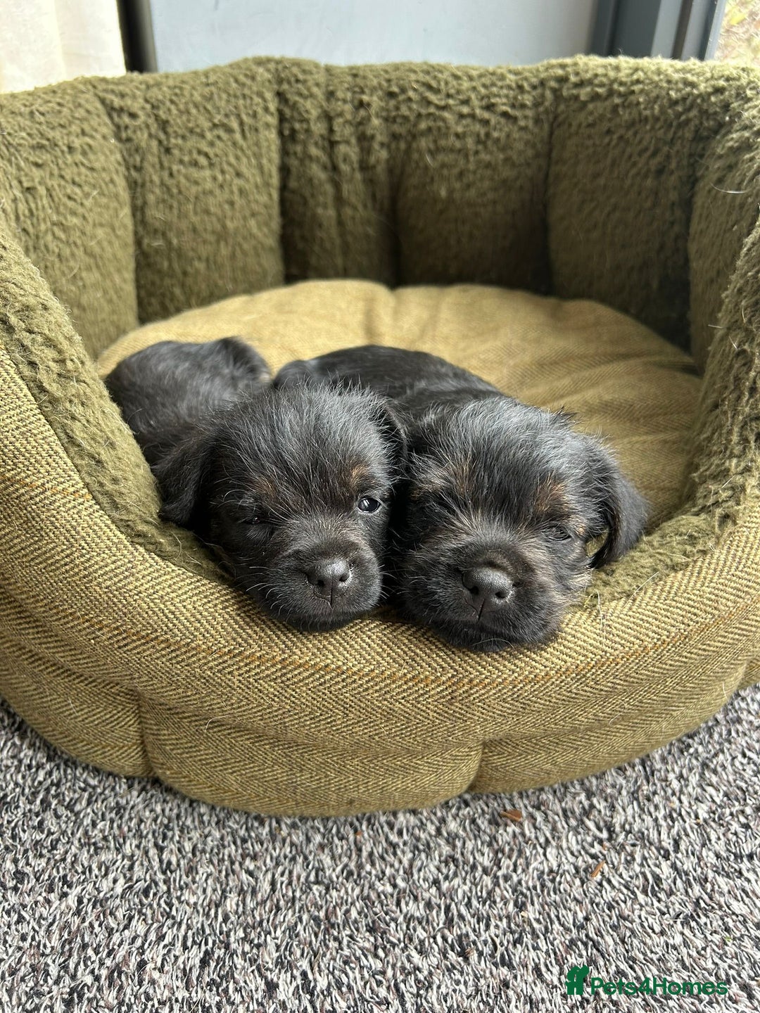 Border Terrier dogs for sale: Two beautiful Border Terriers dog puppies - Image 1