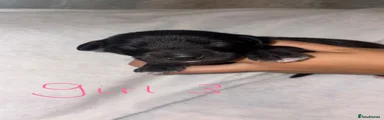 Girl 3