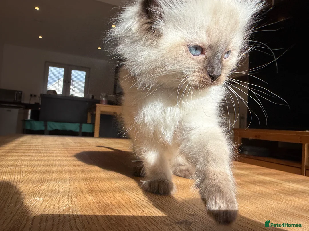 Ragdoll cats for sale: Ragdoll Kittens for Sale in Stirling - Advert 39