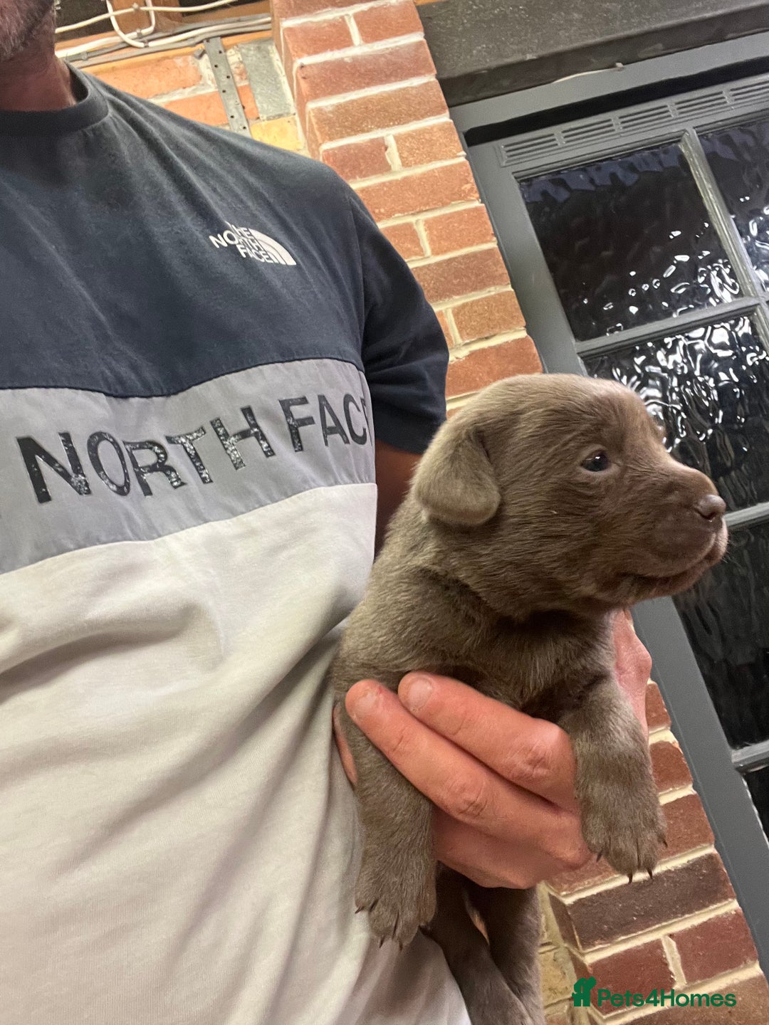 Labrador Retriever dogs for sale: Charcoal boy & silver girl  - Image 4