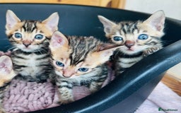 Bengal cats for sale: TICA Reg Bengal Kittens - Ready next month 🐾 - Image 26