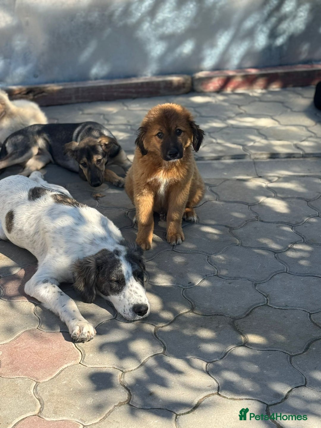 Mixed Breed dogs for adoption: ODIN, a superb young boy - for a Loving Home  - Advert 31