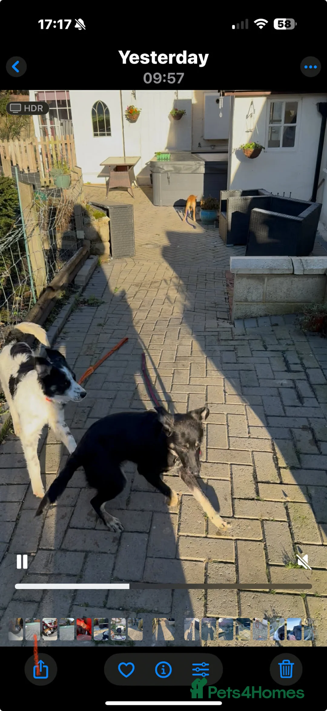 Mixed Breed dogs for adoption: Charlotte - Marleborough Wiltshire  - Advert 5