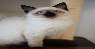 Ragdoll cats - Advert 11