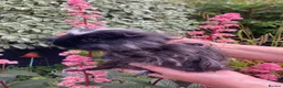 Guinea Pig rodents for sale: 5 gorgeous 🐹 Guinea pigs  - Advert 9