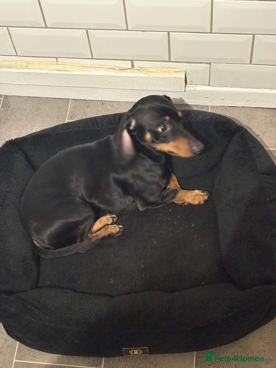 Dachshund dogs for sale: Male dachshund  - Advert 9