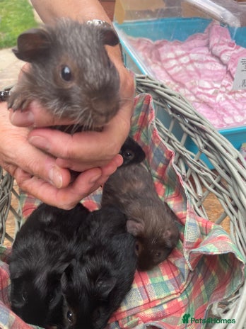 Guinea Pig rodents - Advert 2