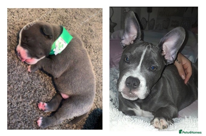 Staffordshire Bull Terrier dogs Staffy  - Advert 2