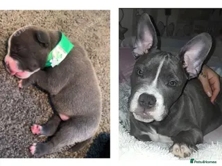 Staffordshire Bull Terrier dogs Staffy - Advert 2