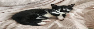 Mixed Breed Kitten 1