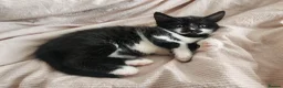 Mixed Breed cats for sale: 2 new born kittens in Enfield - Advert 2