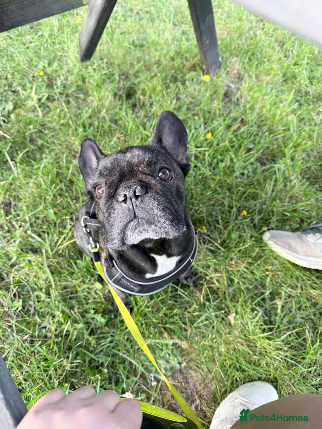 French Bulldog dogs for sale: Male French Bulldog  - Advert 2