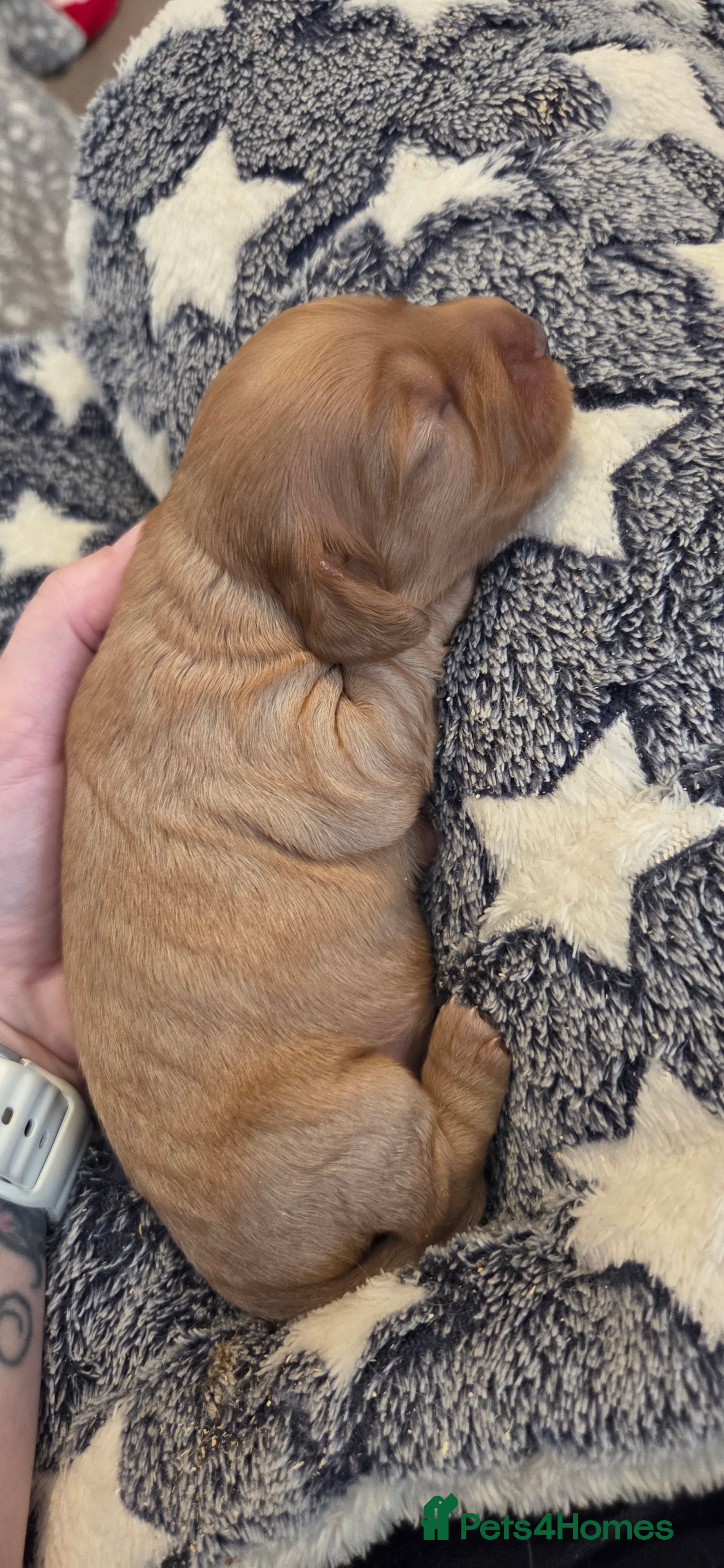 Cocker Spaniel dogs 7 Absolutely Stunning Cocker Spaniel Puppies.  - Advert 2