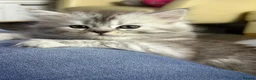 Mixed Breed cats for sale: Rare Silver Smoke Longhair  **  Breed Cross - Advert 5