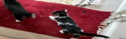 Domestic Shorthair cats for sale: 4 Beautiful Kittens Ready for their Forever Homes - Advert 3