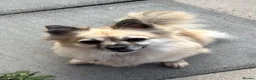 Pomchi dogs for sale: Beautiful pomchi female  - Advert 8