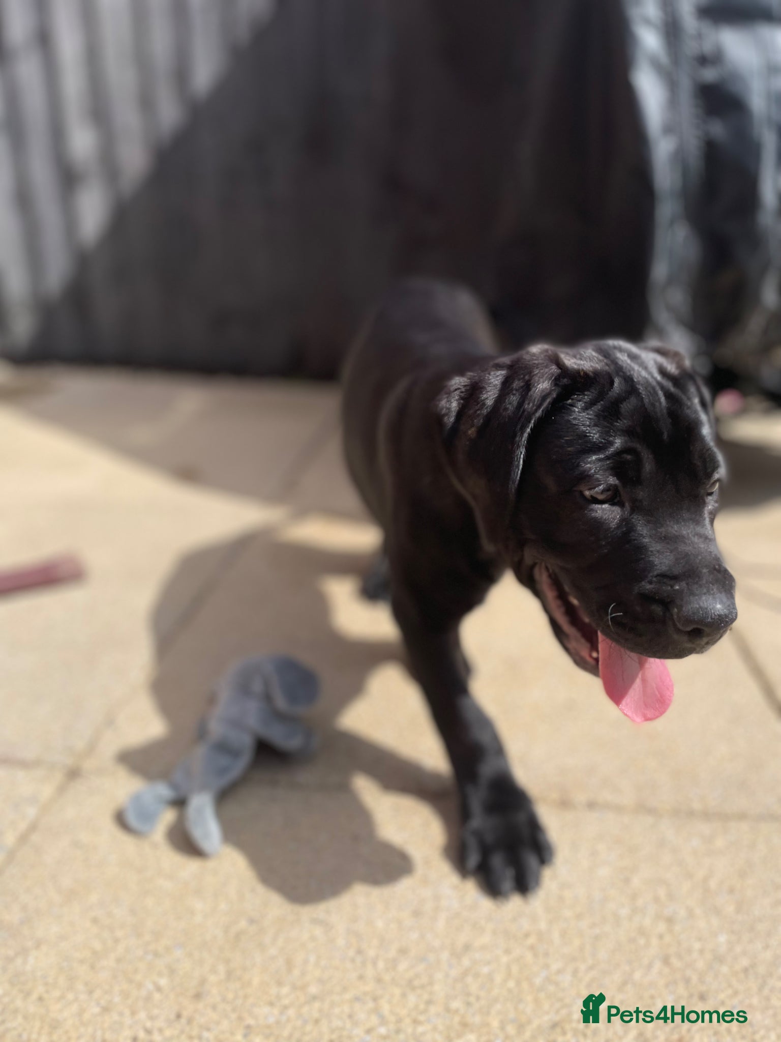 Mixed Breed dogs 🔥ONLY 1!! Boy Left Cane Corso x Presa Canario🔥 - Advert 4