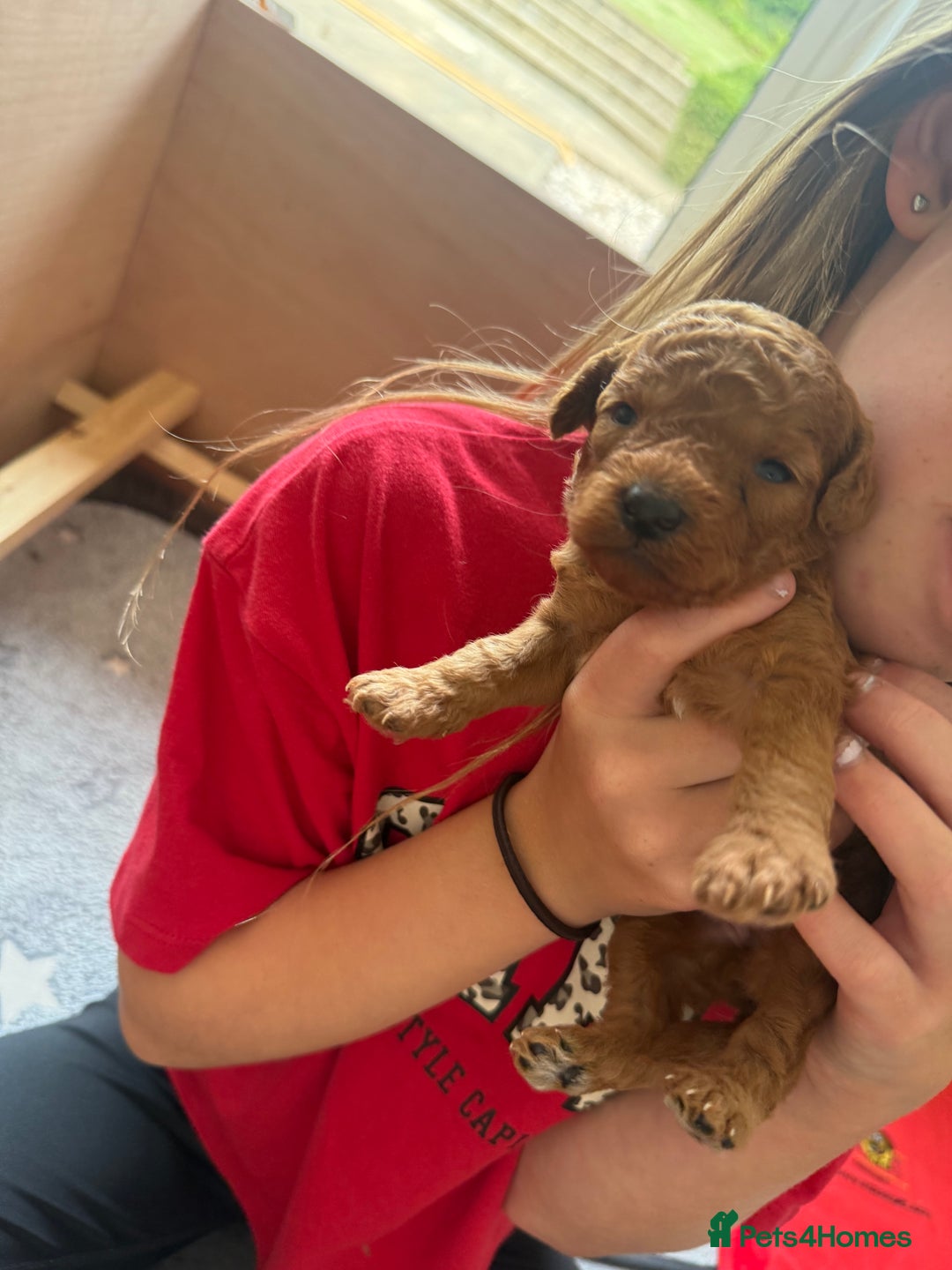 Labradoodle dogs for sale: Miniature Labradoodle F1BB Puppies - Image 4