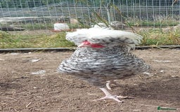 Chickens poultry for sale: 10 x Roosters *FREE*POLISH,serama,pekin *FREE* in Spilsby - Image 1