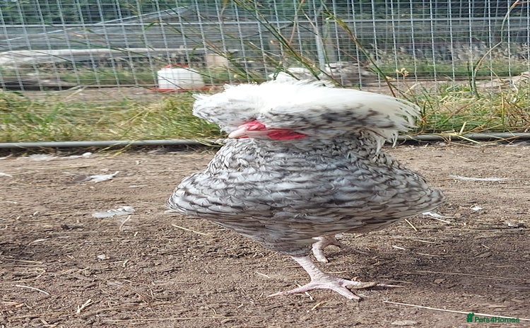Chickens poultry in Spilsby - Advert 16