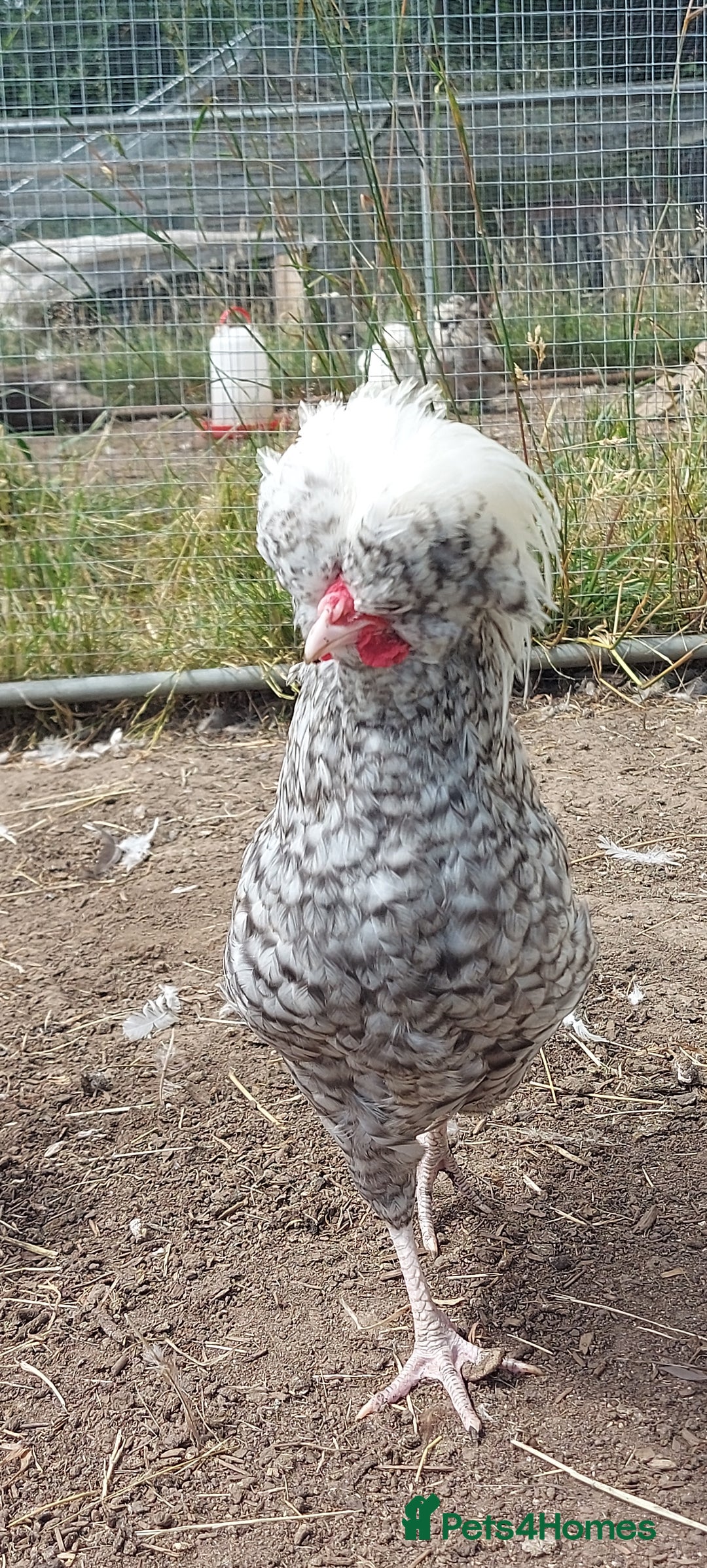 Chickens poultry for sale: 10 x Roosters *FREE*POLISH,serama,pekin *FREE* in Spilsby - Image 1
