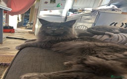 Maine Coon cats for sale: Stunning Maine coon kittens  - Image 11
