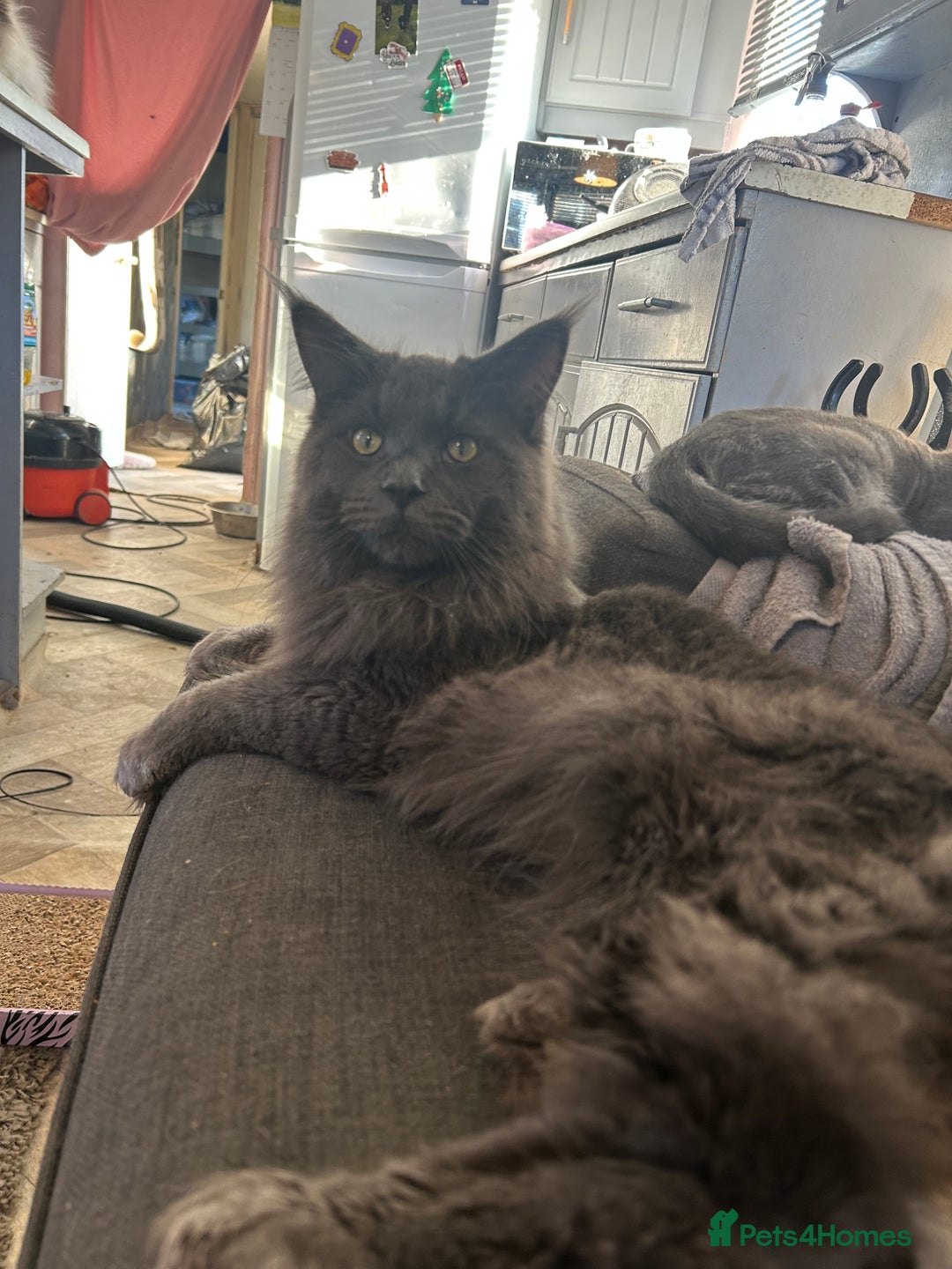 Maine Coon cats for sale: Stunning Maine coon kittens  - Image 11