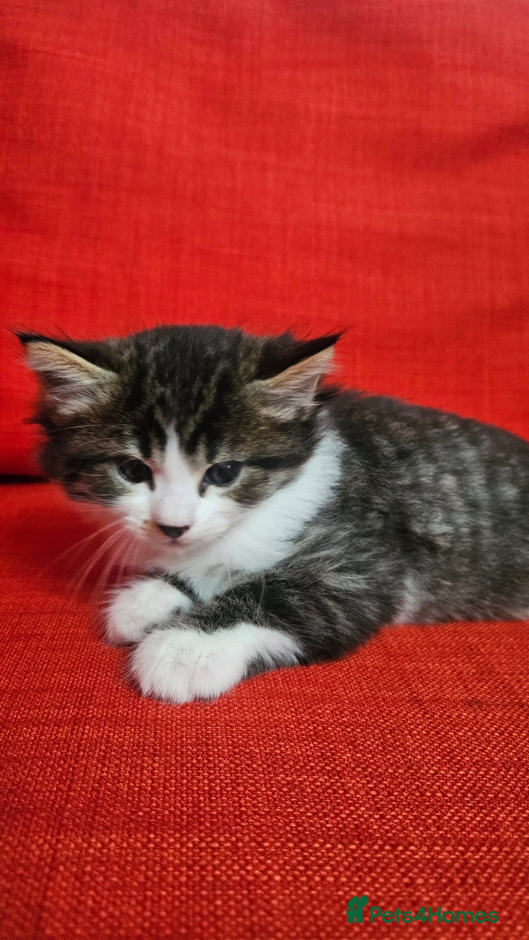 Domestic Shorthair cats for sale: Male and female  - Image 22