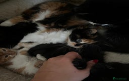 Mixed Breed cats for sale: Fluffy Mixed Breed Kittens For Sale  - Image 4