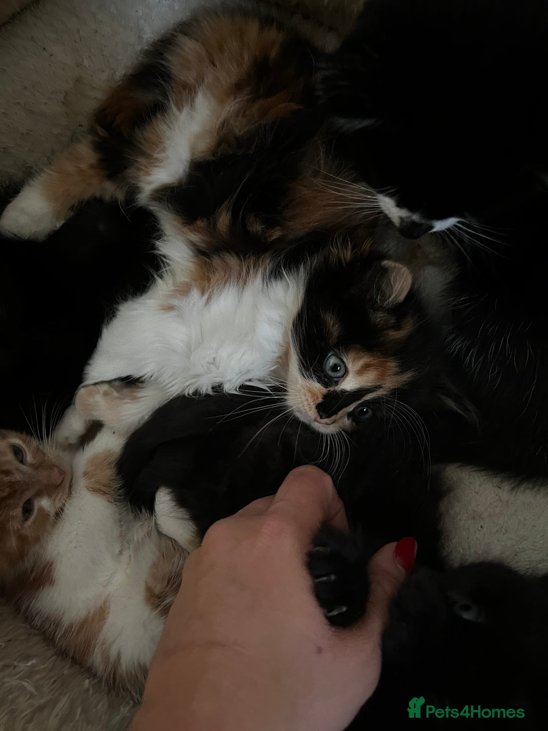 Mixed Breed cats for sale: Fluffy Mixed Breed Kittens For Sale  - Image 4