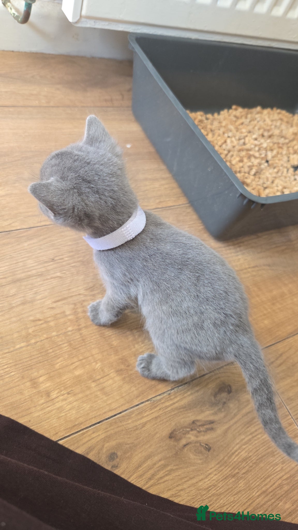 Mixed Breed cats for sale: 4 grey kittens for sale - Advert 11