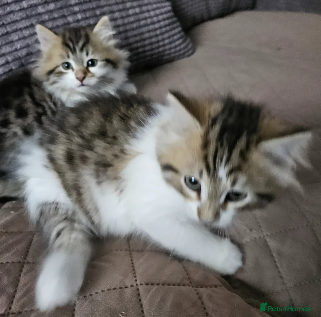 Siberian cats for sale: Beautiful Siberian kitten ready for a new home - Advert 10