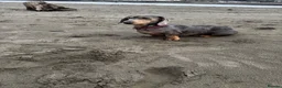 Dachshund dogs for sale: Stunning Standard Datchhound puppies    in Carmarthen - Advert 9