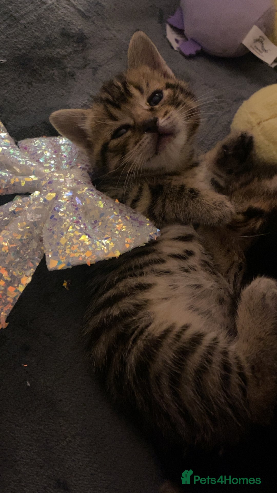 Mixed Breed cats for sale: Mixed bengal and Norwegian kittens  - Advert 7