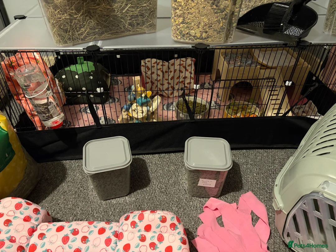 Guinea Pig rodents for sale: 2 male guinea pigs and full set up plus extras  - Advert 3