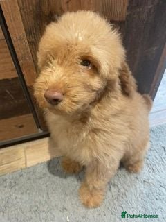 Labradoodle dogs F3 miniature labradoodles fully vaccinated - Advert 1
