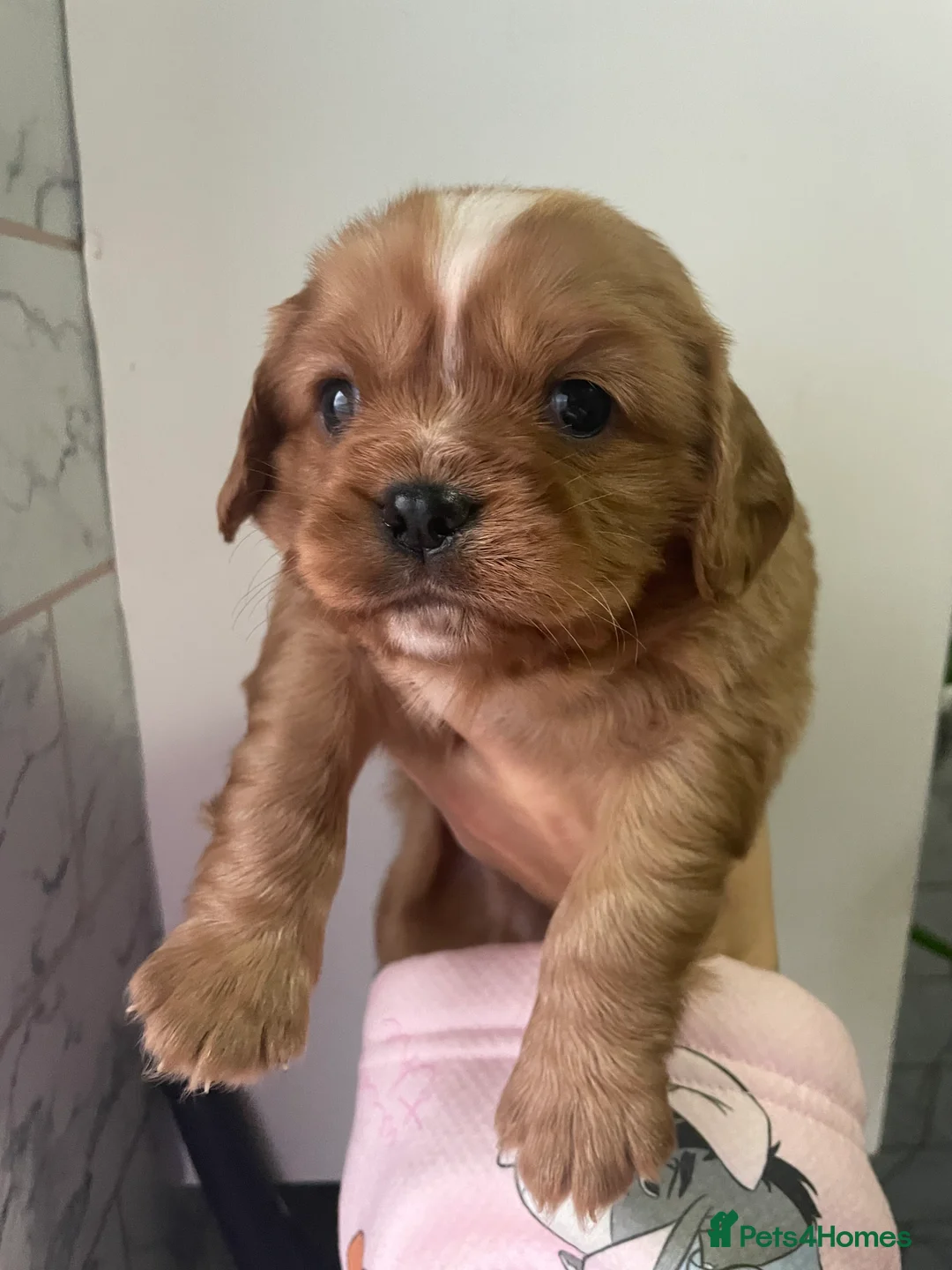 Cavalier King Charles Spaniel dogs for sale: Beautiful Cavalier puppies - Advert 14