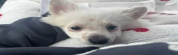 Pomeranian dogs for stud: STUD. Male pomeranian available for stud - Advert 3